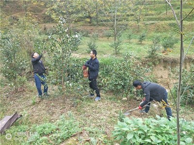 【绩溪县】国家林业和草原局经济林产品质量检验检测中心(合肥)来绩溪开展油茶籽质量安全及产地土壤采样工作